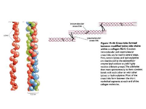 Image result for Fibronectin Molecular Structure