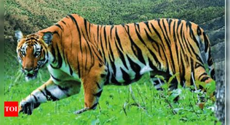 West Champaran: Tiger kills man in West Champaran | Patna News - Times ...