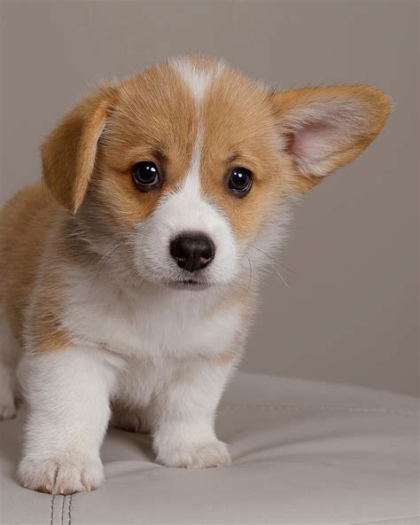 √ Why Can T Animals Talk - Animals Walpaper HD