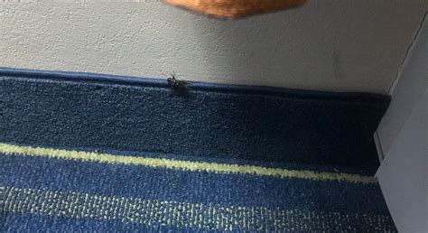 DAYS INN BY WYNDHAM CHIPLEY - Motel Reviews, Photos, Rate Comparison ...