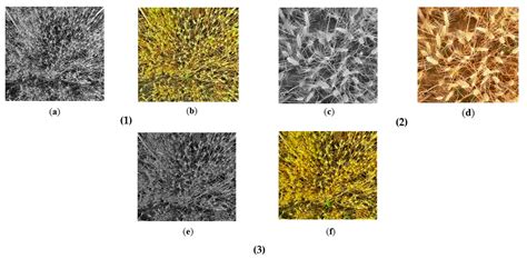 Recognition of Wheat Spike from Field Based Phenotype Platform Using ...
