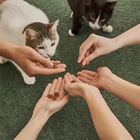 Image result for Cat Training Tutorials