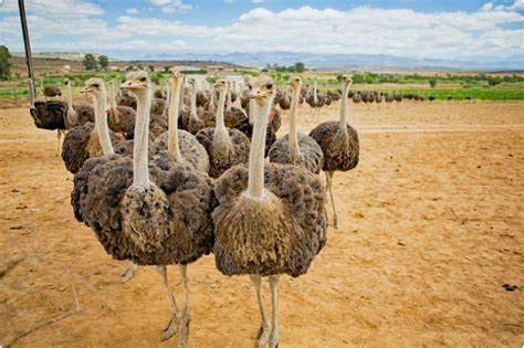 15 attrazioni turistiche top-rated nel Western Cape