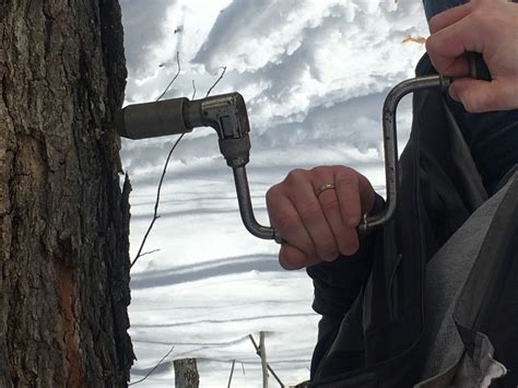 Image result for Making Maple Syrup