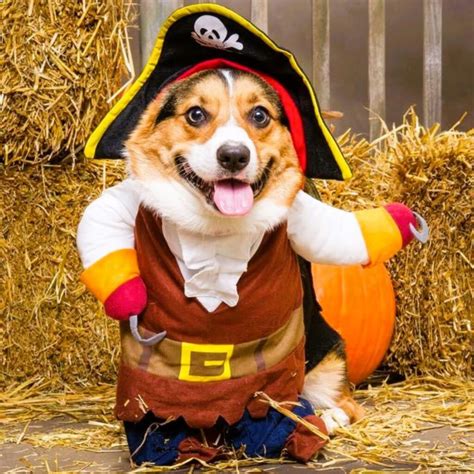 23 Best Dog Duo Costumes Perfect for Halloween!