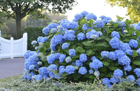 Endless Summer Hydrangeas: The Blooms That Keep On Giving - edit-for ...