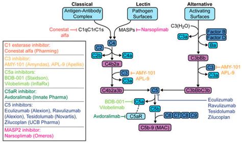 Targeting the Complement Cascade in the Pathophysiology of COVID-19 Disease