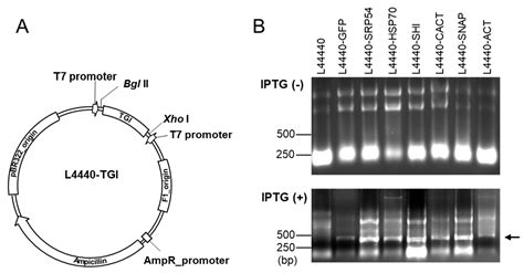 Bacteria-Mediated RNA Interference for Management of Plagiodera ...