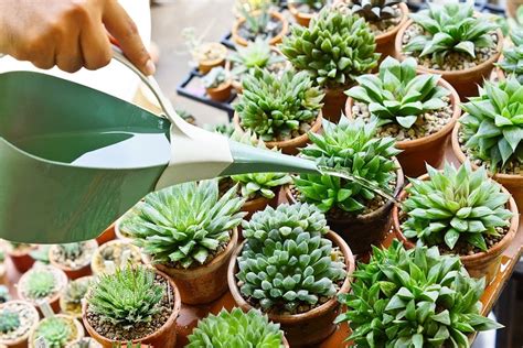 5 Simple Rules for Watering Succulent Houseplants - Laidback Gardener