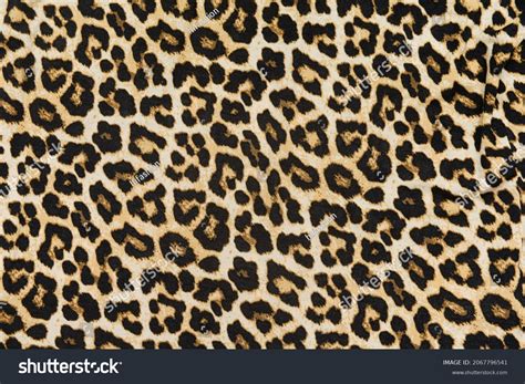 Cheetah Vs Leopard Vs Jaguar Print
