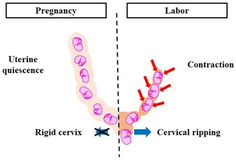 A Review of Delayed Delivery Models and the Analysis Method in Mice