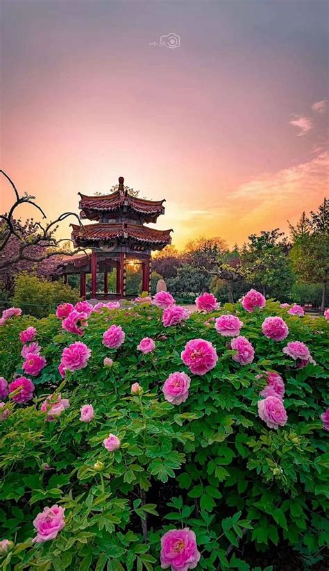 河南洛阳牡丹节的特色（唯有牡丹真国色，花开时节动京城。洛阳特色牡丹节如期而至） | 说明书网
