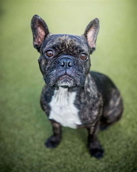 Two Shepherds Taproom | Join us today 11am-1pm for our Frenchie meetup ...