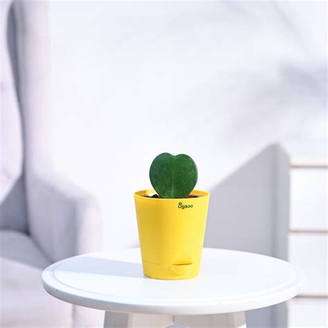 Heart Hoya Plant – Ugaoo