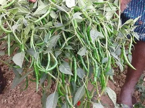 F-1 Hybrid Chilli Seeds - Ramya Teja G4 Hybrid Chilli Seeds Trader ...