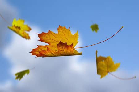 秋天的落叶图片素材-正版创意图片400489381-摄图网