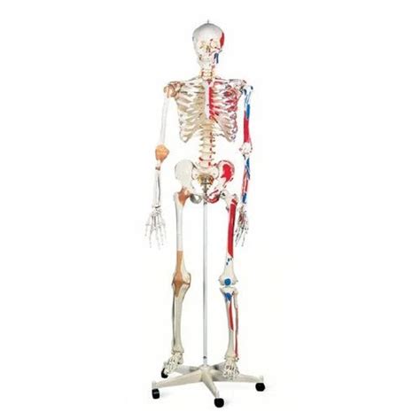 PVC Human Skeleton With Ligaments & Painted Muscles – REVITI