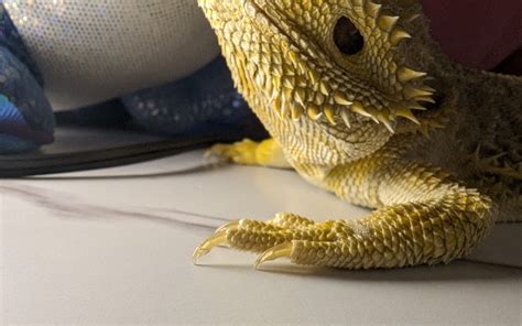 Bearded Dragon Morphs