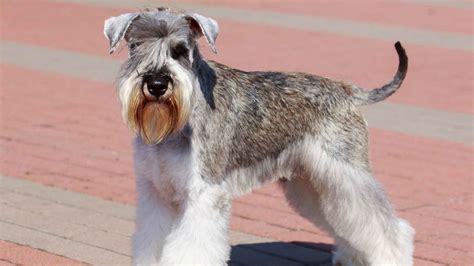 9 Dog Breeds With Beards That Will Steal Your Heart EN Pet YOLO