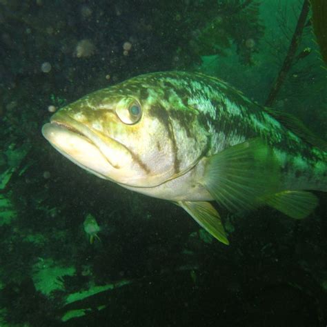 Kelp Bass