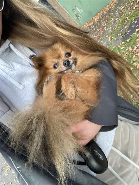 Why Do Pomeranians Sneeze A Lot