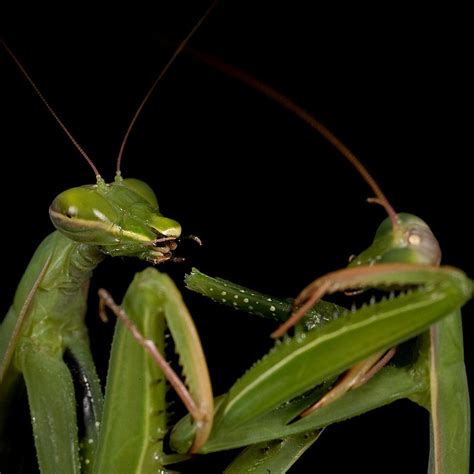 Praying Mantis Eating Mate File:Praying Mantis Mating European 40.jpg