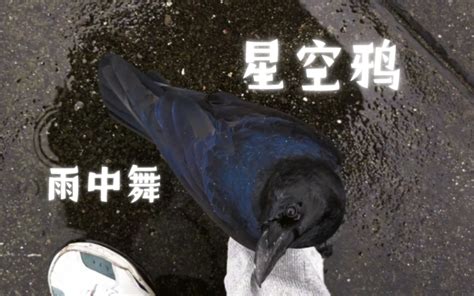 Sounds of Dying Prey 的图像结果