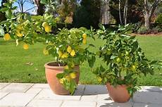 limoni in vaso concimazione come potare il limone potatura potatura limone limoni in vaso concimazione come potare il limone potatura potatura limone