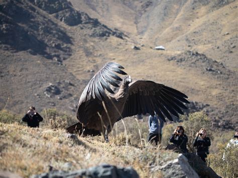 Andean Condor Wingspan