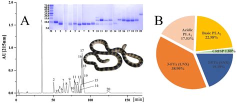 Venom of the Annulated Sea Snake Hydrophis cyanocinctus: A ...
