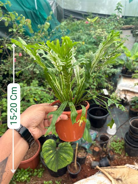 Variegated Fern – vridhigarden