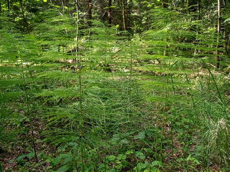 Equisetum sylvaticum - Изображение особи - Плантариум