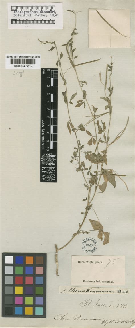Cleome rutidosperma var. burmanni (Wight & Arn.) Siddiqui & S.N.Dixit ...