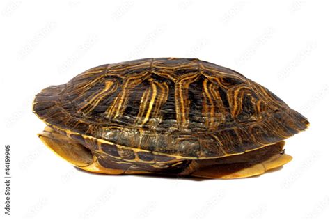 Image result for Turtle Animal Shell