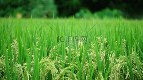 清晨风吹绿色稻谷麦浪农作物农村经济发展高清摄影大图-千库网