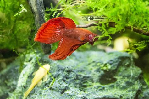 The Hidden Struggles of Betta Fish: Understanding Clamped Fins and How to Help