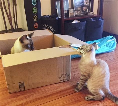 Free Cat Traps 的图像结果