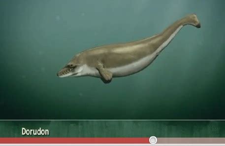 Image result for Dolphin Evolution