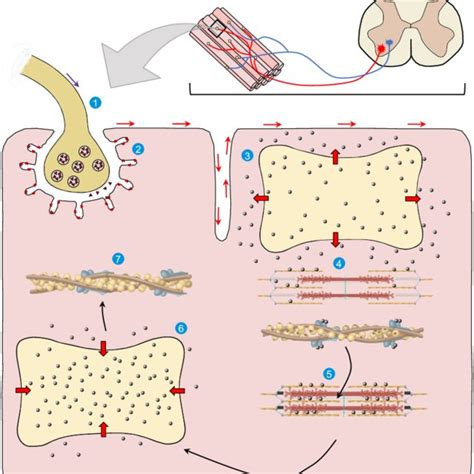 Image result for Muscle Fiber Contraction Experiment