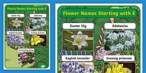 Flower Names Starting with E Display Poster (teacher made)