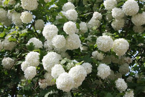 Gefüllter Echter Schneeball - Viburnum opulus 'Roseum' - Native Plants ...