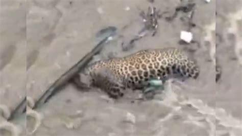 Uttarakhand Flash Floods: Heartbreaking Visuals Of Motionless Leopard ...