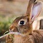 Image result for Wild Rabbit Australia