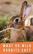 Image result for Baby Wild Rabbit Food