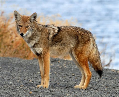Animales: El Coyote