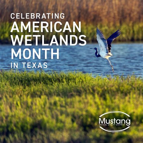 Mustang Special Utility District on LinkedIn: May is American Wetlands ...