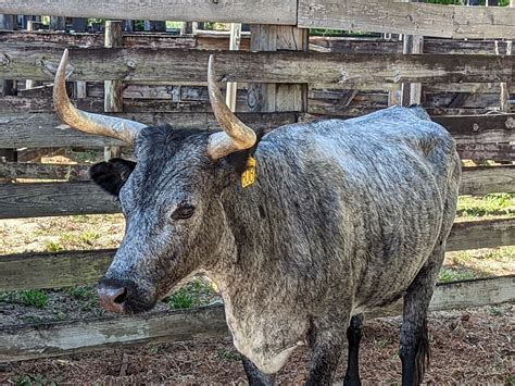 Florida History preserved through Cracker Horse, Cattle breeding ...