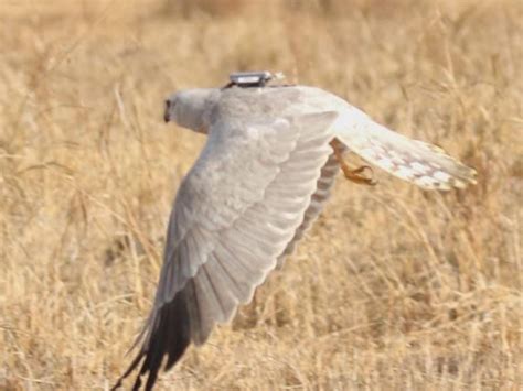 For the first time, the forest department conducted a study of ...