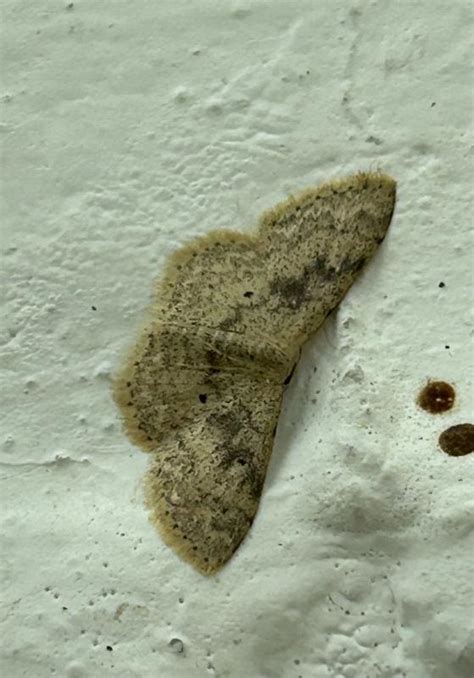 Scopula spp. | Moths