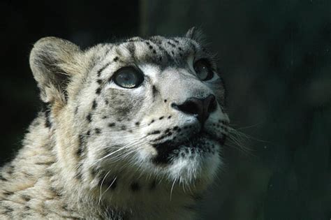 Snow leopards, cultural codes can help prevent land degradation in ...